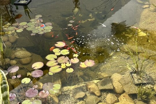 Teich